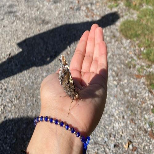 Schmetterling in einer Hand